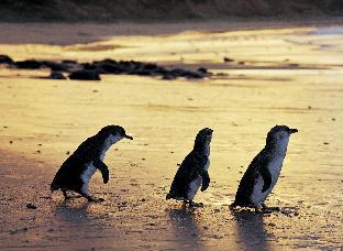 Phillip Island Australia Discount Code Agoda.com