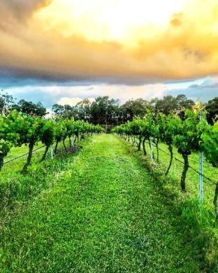 Hunter Valley Australia Hotel Agoda.com